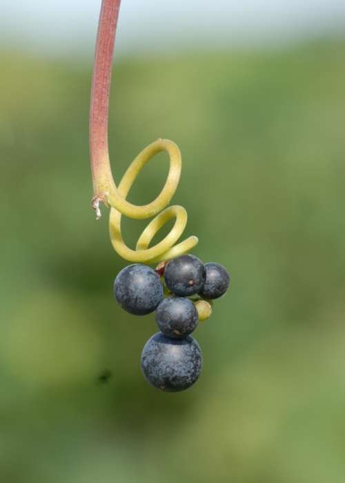 Dornfelder ANT 0944